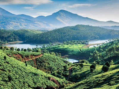 Tea Plantations, Kerala