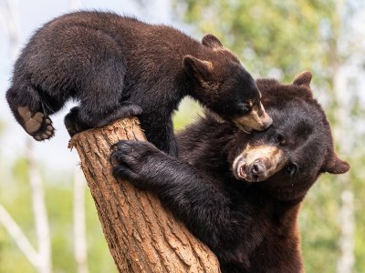 Bears, Canada