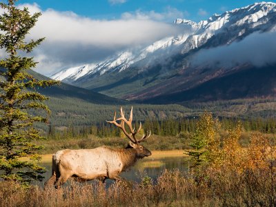 Wapiti Deer