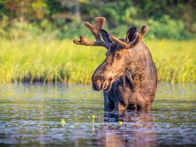 Bull Moose