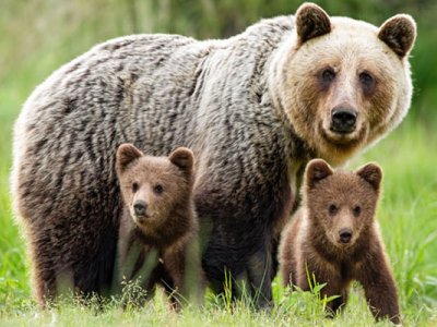 Bear with Cubs