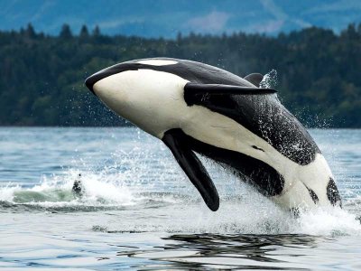 Orca Whale