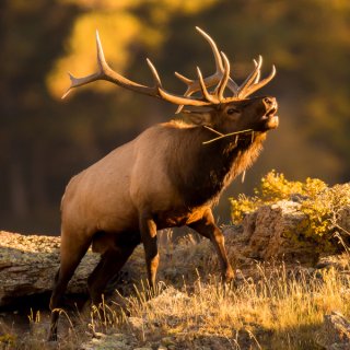 Bull Elk