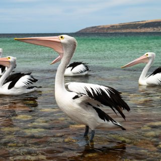 Pelicans on Kangaroo Island