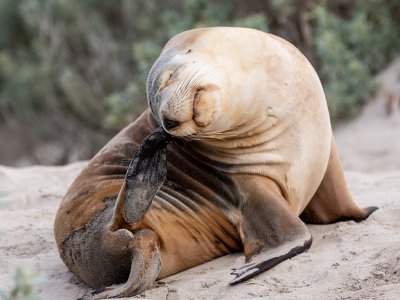 Seal Kangaroo Island