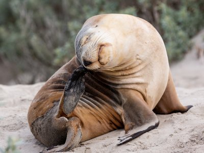 Seal Kangaroo Island