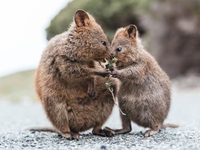 Quokkas