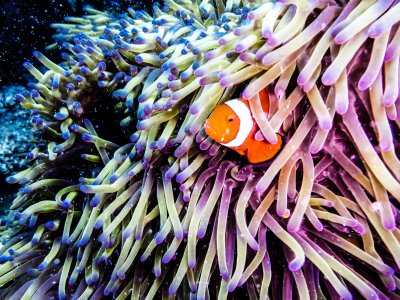 Great Barrier Reef