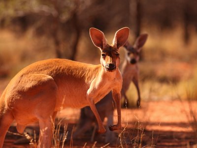 Outback, Kangaroos