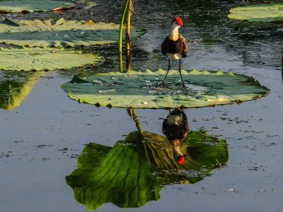 Comb-crested Jacana, Kakadu National Park