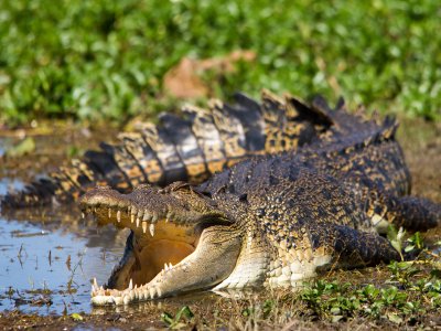 Saltwater Crocodile, Kakadu National Park