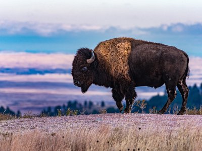 Bison, Wind Cave National Park, USA Motorhome Holiday