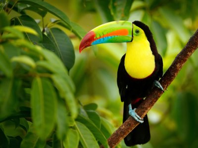 Toucan