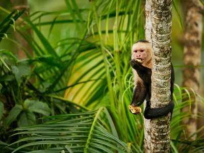 Capuchin Monkey