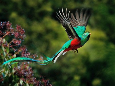 Quetzal