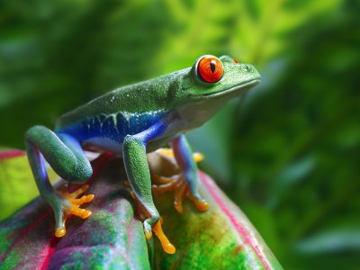 Frog, Costa Rica