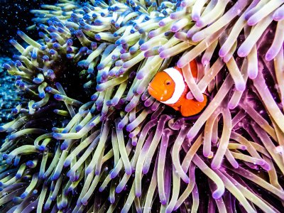 Clown Fish