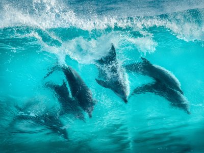 Dolphins