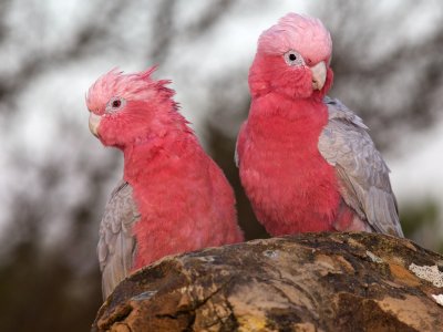 Galahs