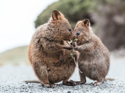 Quokkas, Rottnest Island