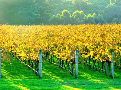 Vineyards, Western Australia