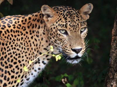 Leopard