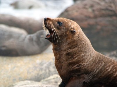 New Zealand Fur Seal