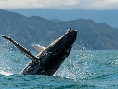 Whale Watching, Kaikoura