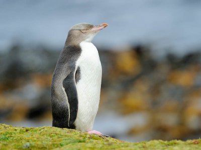 Yellow Eyed Penguin