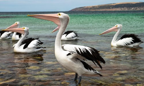 Great Ocean Road & Kangaroo Island