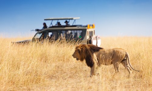 Lion, Safari