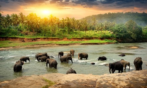 Cultural Triangle, Wildlife and Beach