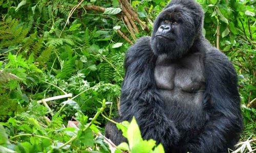 Mountain Gorilla