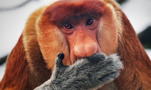 Proboscis Monkey