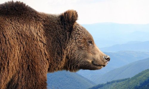 Grizzlies, Orcas and Black Bears