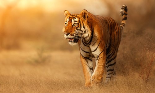 Tiger, India