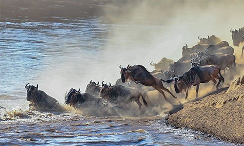 Wildebeest migration