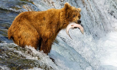 Grizzly Bear Catching Salmon