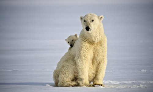 Realm of the Polar Bear with Hurtigruten