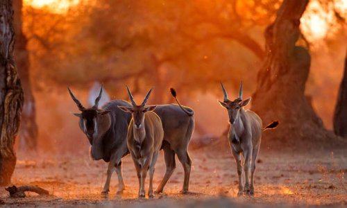 Mana Pools to Victoria Falls