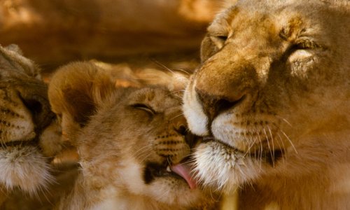 Family Safari in Kenya