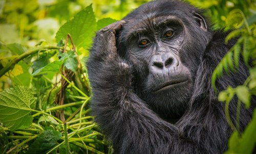 Uganda, Gorilla