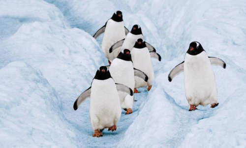 Antarctica Expedition with Hapag lloyd