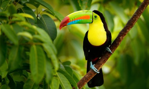 Natural Wonders of Costa Rica