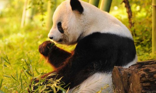 Giant Panda