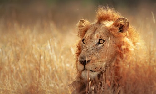 Cape Town, Kruger & Victoria Falls