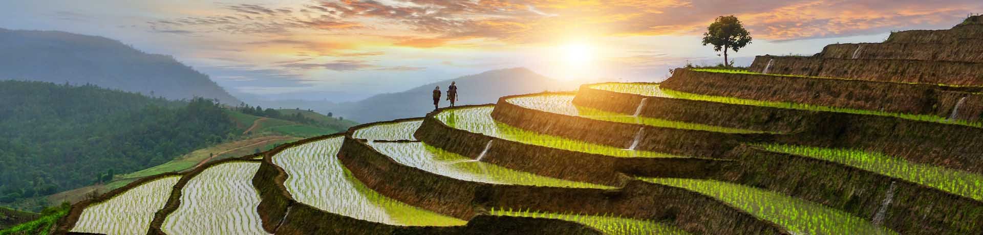 Rice Terraces