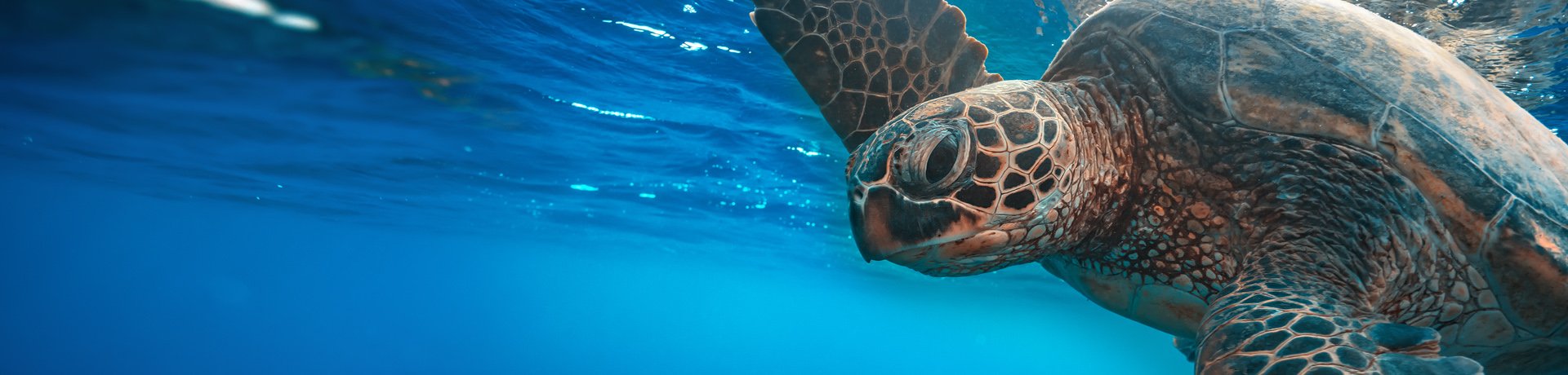 Great Barrier Reef, Australia