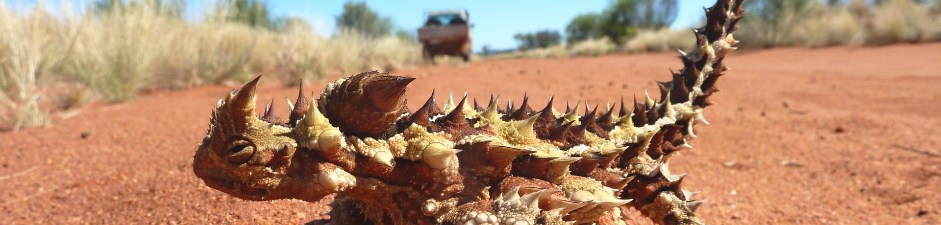 Thorny Devil, Australia