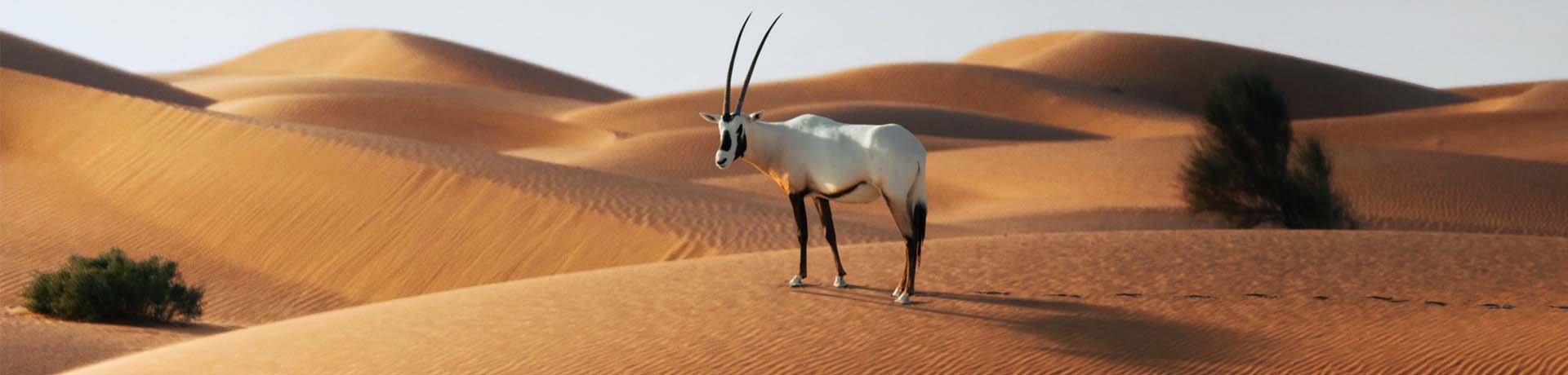 Arabian Oryx